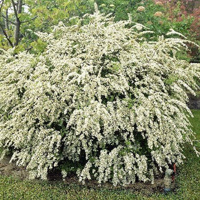 Спирея Вангутта видовая норма P9