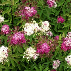 Спирея Генпей P9