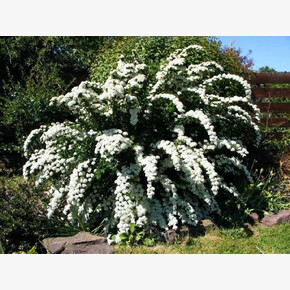 Спирея Грациоза P9