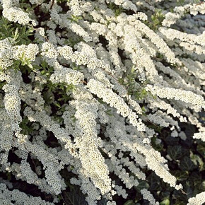 Спирея Грефшейм C1.5