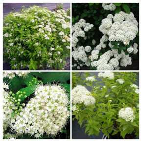 спирея японская АЛЬБИФЛОРА кассета/черенок/шт