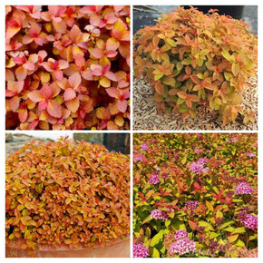 спирея японская ЗЕН СПИРИТ КАРАМЕЛЬ кассета/черенок/шт