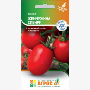 томат Жемчужина Сибири