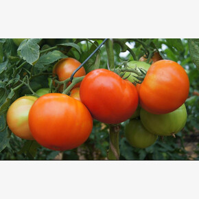 Томат Санрайз F1 10шт* Seminis, Китай, ран./ Агрос