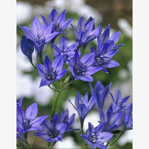 ТРИТЕЛЕЙЯ КОРОЛЕВА ФАБИОЛА