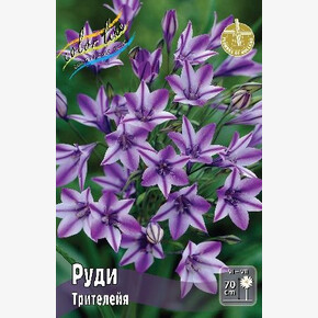 ТРИТЕЛЕЙЯ РУДИ