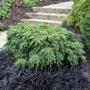 Тсуга Джедделох C2