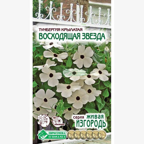 Тунбергия ВОСХОДЯЩАЯ ЗВЕЗДА 10 шт/ Евросемена