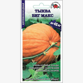 Тыква Биг Макс /Сотка/ 5шт/*600