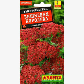 Тысячелистник Вишневый Принц/ Аэлита