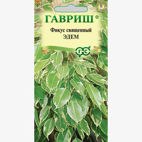 Фикус Эдем /Гавриш