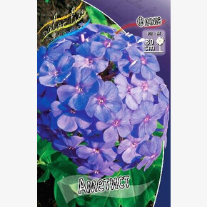 ФЛОКС АМЕТИСТ