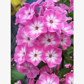 ФЛОКС АНАСТАСИЯ