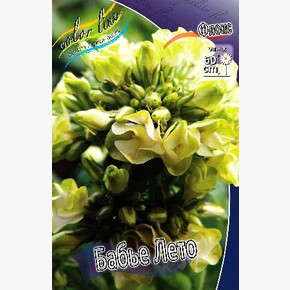 ФЛОКС БАБЬЕ ЛЕТО