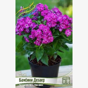 ФЛОКС БАМБИНИ ДЕЗАЕР