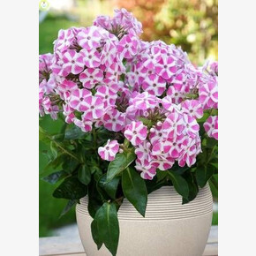 ФЛОКС БАМБИНИ КЕНДИ КРАШ