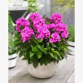 ФЛОКС БАМБИНИ ПРИМАДОННА