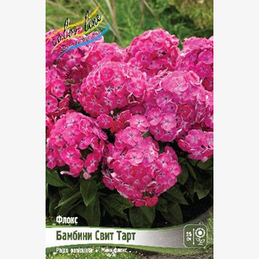 ФЛОКС БАМБИНИ СВИТ ТАРТ