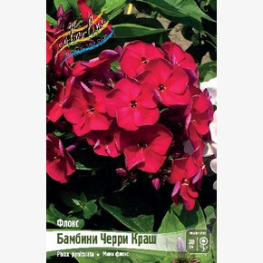 ФЛОКС БАМБИНИ ЧЕРРИ КРАШ