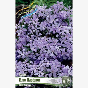 Флокс Блю Парфюм (divaricata)