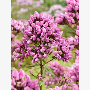 ФЛОКС БУТОНИК