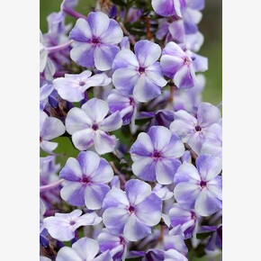 ФЛОКС ГЖЕЛЬ