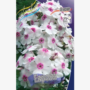 ФЛОКС ЕВРОПА