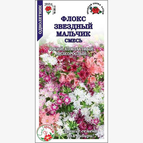 Флокс Звездный Мальчик/ Сотка