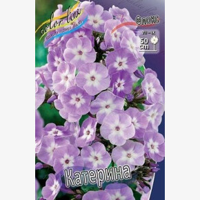ФЛОКС КАТЕРИНА