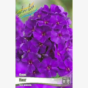 ФЛОКС КИНГ (ЗЕ КИНГ)