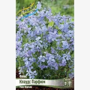 Флокс Клаудс Парфюм (divaricata)
