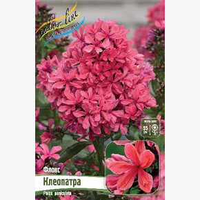 ФЛОКС КЛЕОПАТРА