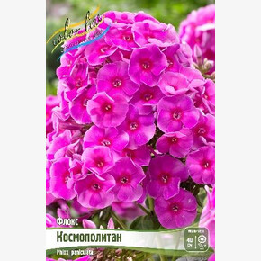 ФЛОКС КОСМОПОЛИТАН