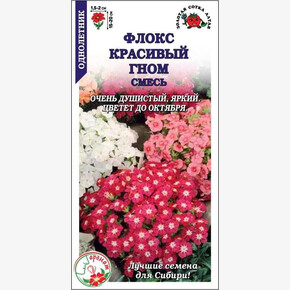 Флокс Красивый Гном /Сотка