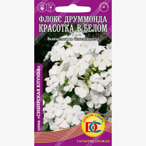 Флокс Красотка в белом /0,1гр Дем Сиб/