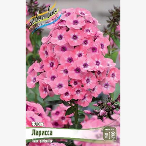 ФЛОКС ЛАРИССА