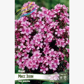 ФЛОКС МИСС ЭЛЛИ