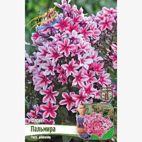 ФЛОКС ПАЛЬМИРА