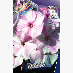 ФЛОКС ПИКАССО