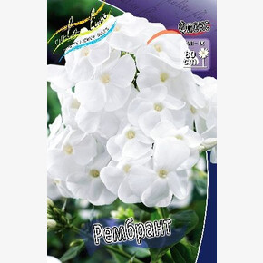 ФЛОКС РЕМБРАНД