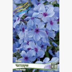 Флокс Чаттахучи (divaricata)