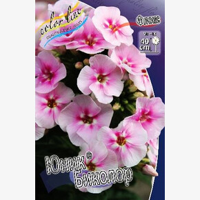 ФЛОКС ЮНИК БИКОЛОР