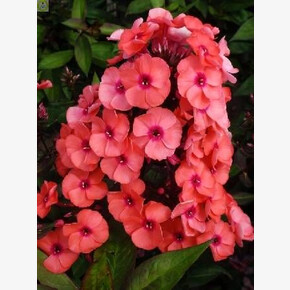 ФЛОКС ЮНИК ОРАНЖ