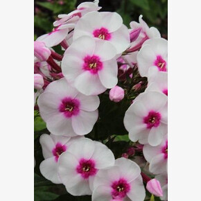 ФЛОКС ЮНИК ТРЕНДИ