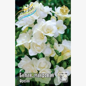 ФРЕЗИЯ БЕЛАЯ, МАХРОВАЯ