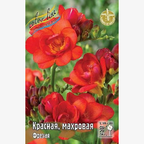 ФРЕЗИЯ КРАСНАЯ, МАХРОВАЯ