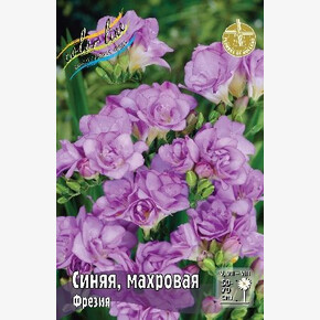 ФРЕЗИЯ СИНЯЯ, МАХРОВАЯ