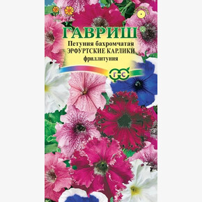 Фриллитуния Эрфуртские Карлики/ Гавриш