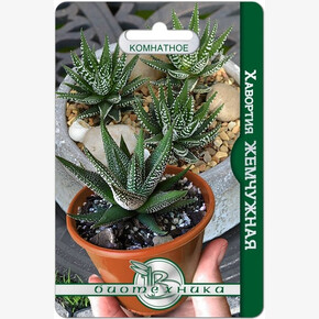 Хавортия Жемчужная 15шт/ Биотехника