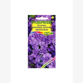 Хесперис Вечерница Матроны фиолетовая/ Гавриш